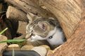 Katze am Rand des Teichs inmitten von Holzstämmen.