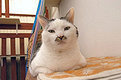 Katze mit Bärtchen